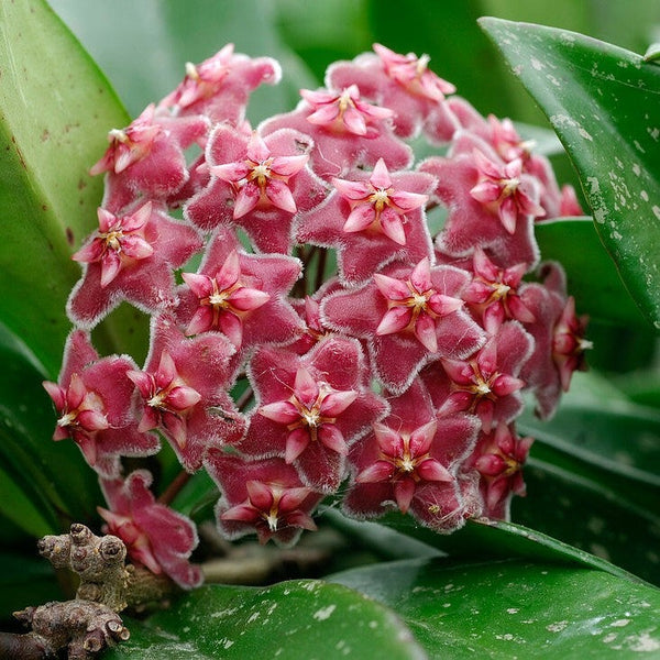 MCU special & popular silver pink vine aka pink speckled hoya Pubicalyx