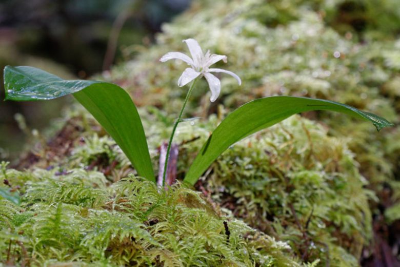 Bride's Bonnet/ Queen's Cup is native to forest floors and a valuable part of the forest ecosystem