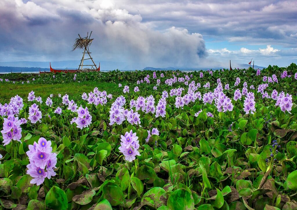 Water Hyacinth aka "terror of Bengal"