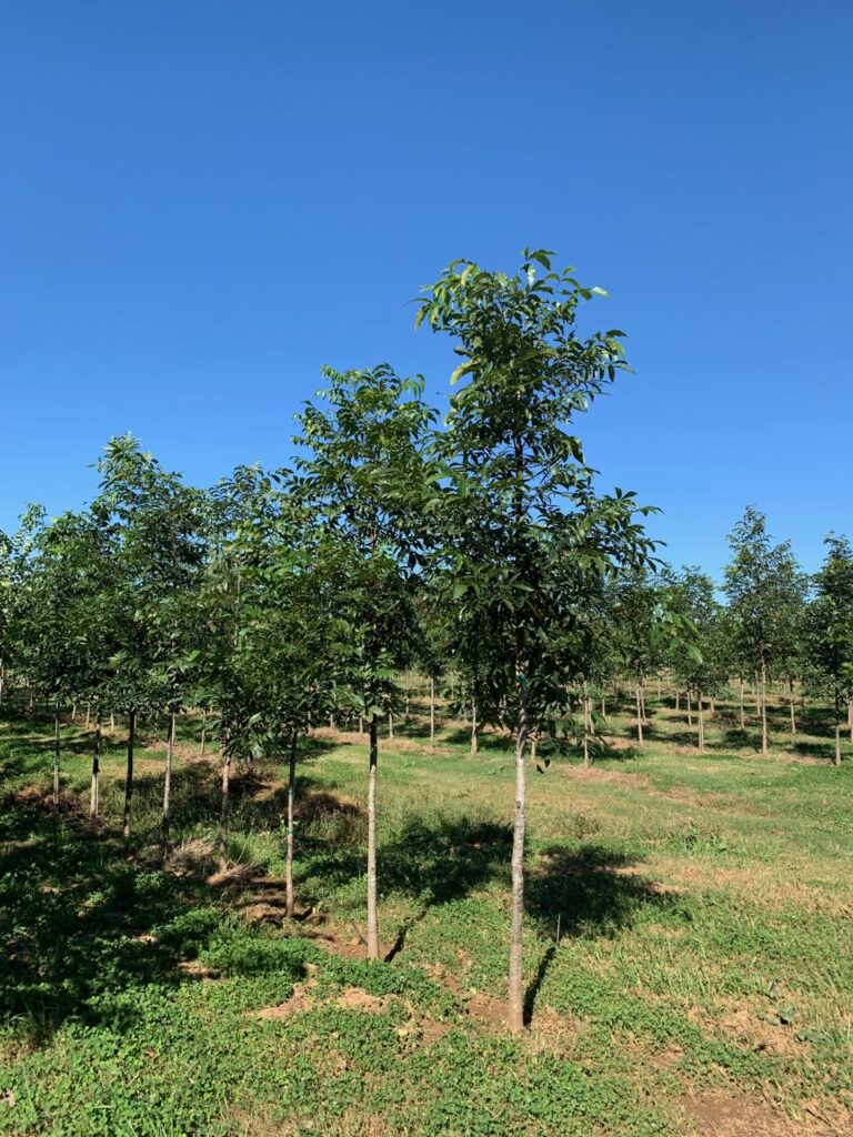 Growing Tips for Healthy Shagbark Hickory Trees
