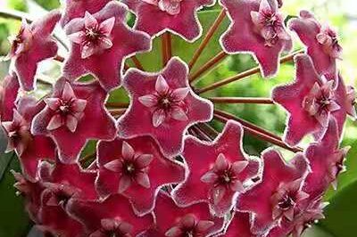 Pink Speckled Silver Hoya Pubicalyx Care & ID Tips: Growth Indoors/Outdoors, Boost Blooms & Cost Guide