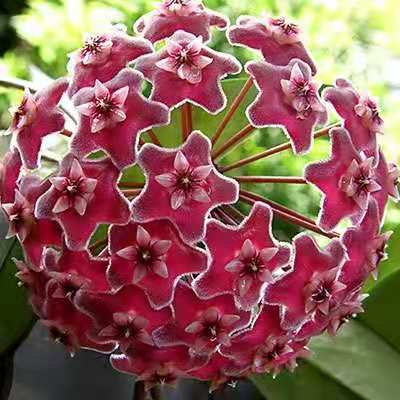 Pink Speckled Silver Hoya Pubicalyx Care & ID Tips: Growth Indoors/Outdoors, Boost Blooms & Cost Guide