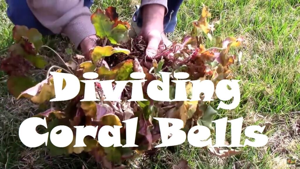 dividing to propagate Pet Safe Hookera Pulchella Coral Bells Care: Propagation & Outdoor Planting Tips to Increase Blooms Even in Shade