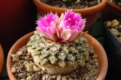 Living Rock Cactus ID & Pet Safe Care Indoor & Out: Legalities, Companion Plants & Psychoactive Uses