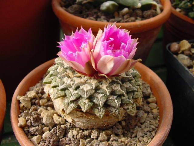Living Rock Cactus ID & Pet Safe Care Indoor & Out: Legalities, Companion Plants & Psychoactive Uses