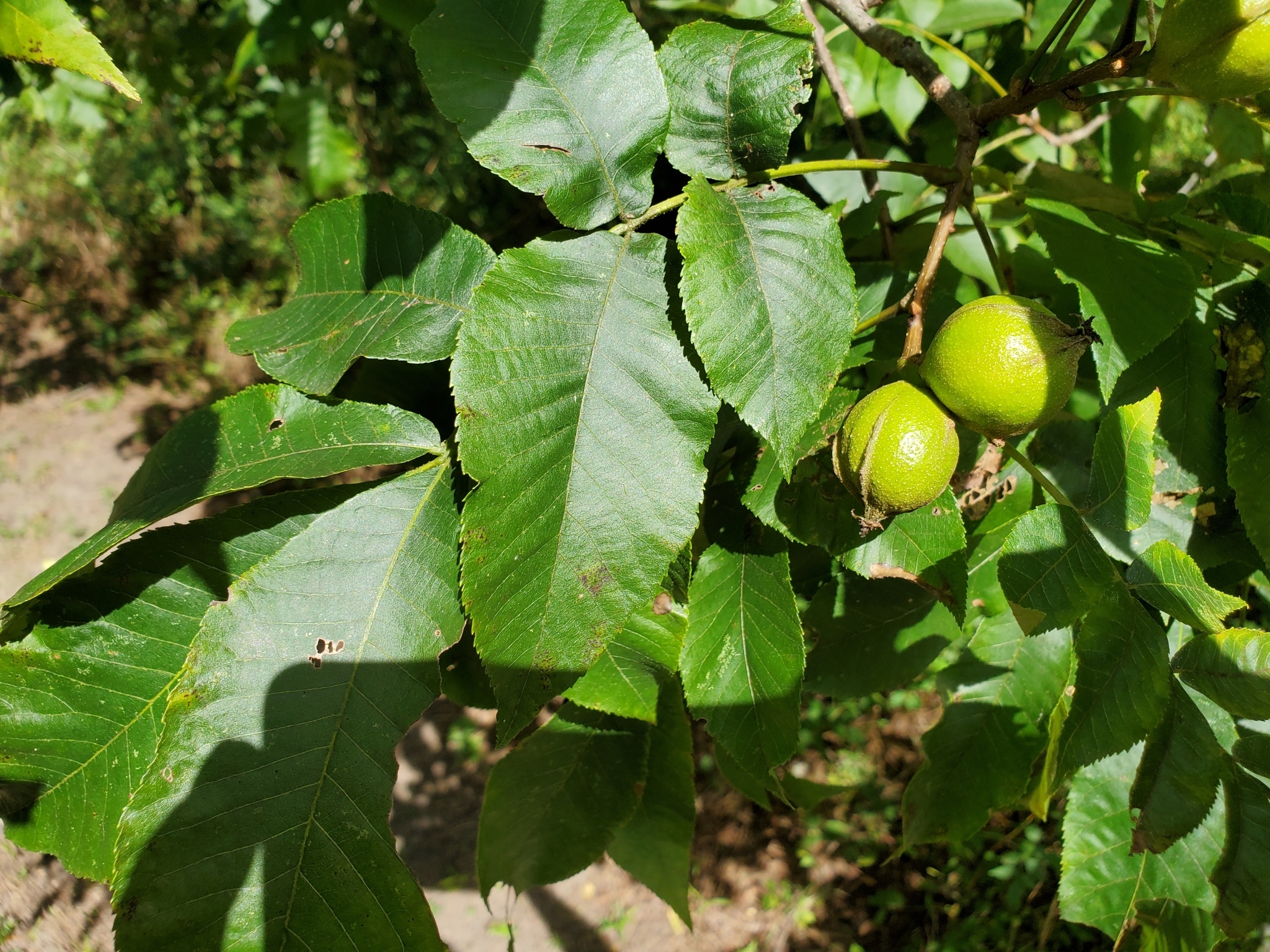 MCU small fruited broom pignut hickory leaf & nut ID