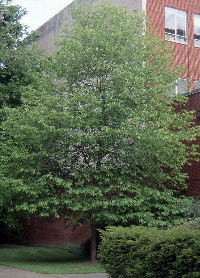 Common Silverbell (Halesia carolina) vs Mountain Silverbell (Halesia monticola)