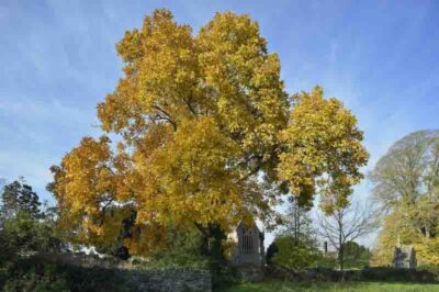 Pet Safe Shagbark Hickory ID & Comparison: Edible Nuts, Planting Tips & Invasive Concerns