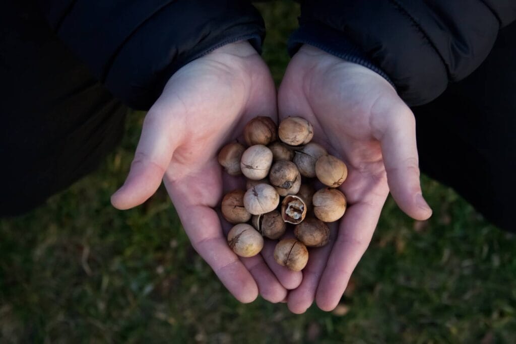 pet safe growing & harvesting nuts from small fruited hickory trees
