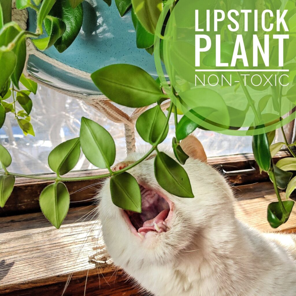 Lipstick Plant ID & Pet Safe Care: History, Sun vs Shade to Increase Bloom vs Hoya Plant