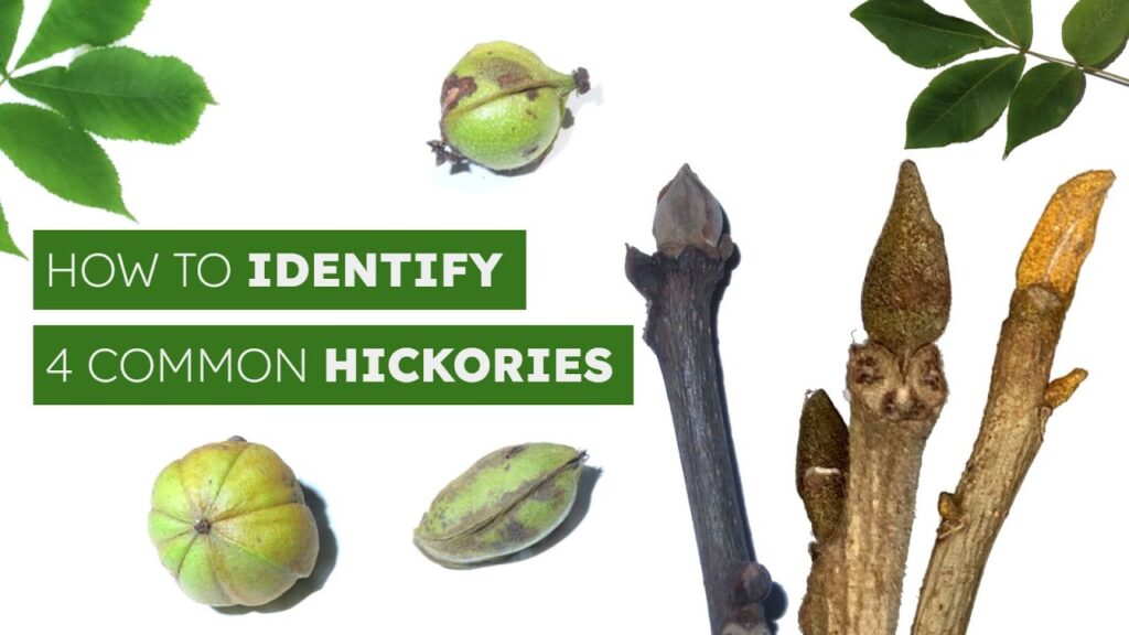 how to ID common hickory trees & nuts