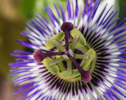 ECU purple passionflower plant