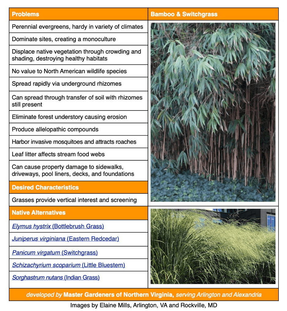 Water Hyacinth vs bamboo as invasive spreaders