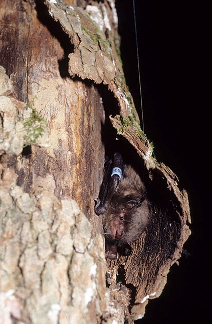 Ecological Value: Why Shagbark Hickories Benefit Your Landscape