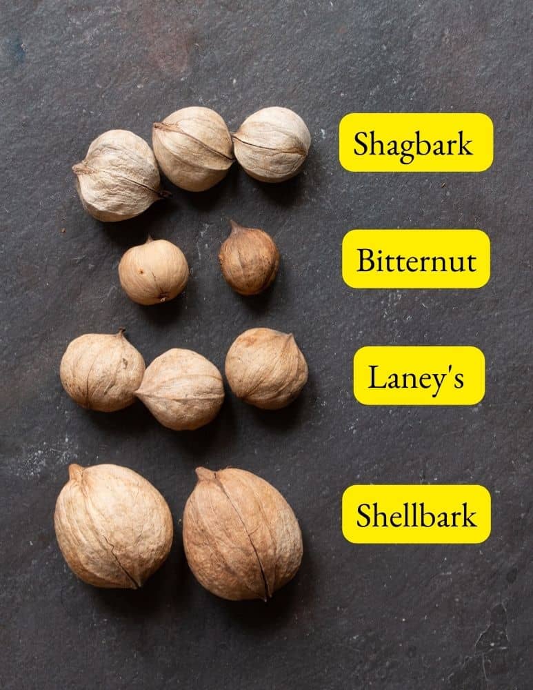 shagbark vs bitternut vs shellbark hickory nut ID