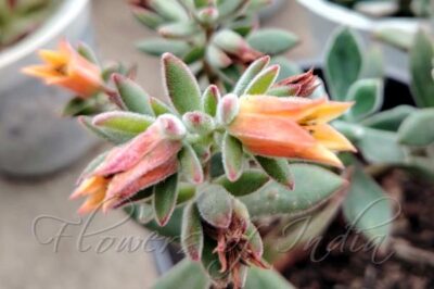Plush Plant aka Red Echeveria: Names, ID & Easy Pet Safe Care Indoors & Outdoors