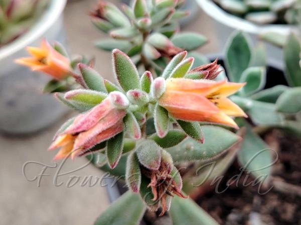 Plush Plant (Red Echeveria harmsii) identification