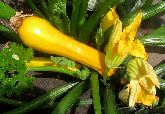 pet safe Yellow-flowered gourds & squash (Cucurbita species)