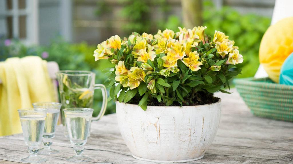 growing pets safe Peruvian Lily Alstroemeria ID in containers Indoor vs Outdoor Growth,
