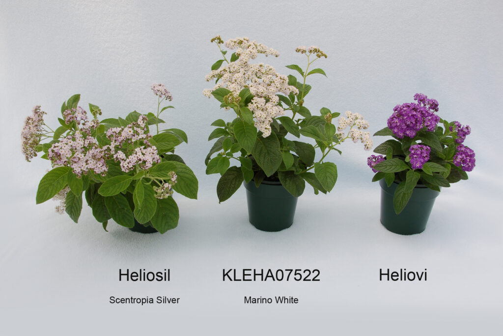 Fragrant Sun-loving Heliotrope Best in Container Gardens Since Toxic to Horses & Not Safe for Dogs & Cats to Eat