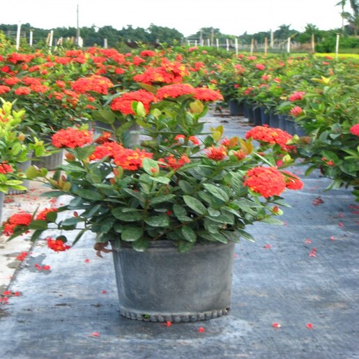 Pet Safe Pollinator Magnet Jungle Geranium is not a true geranium which are not pet-friendly: ID, Health Benefits, Indoor/ Outdoor Care & Revival Tips