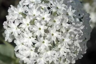 Snowball Sand Verbena vs Wild Lantana Pros & Cons: Pet Safety, Uses, Care & Fragrance Comparison