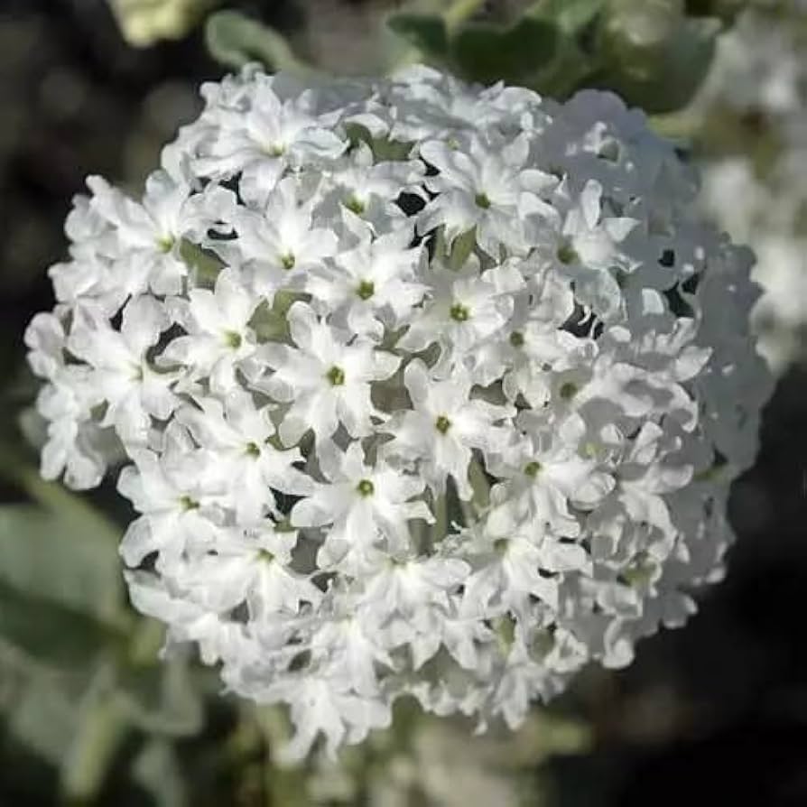 Snowball Sand Verbena vs Wild Lantana Pros & Cons: Pet Safety, Uses, Care & Fragrance Comparison