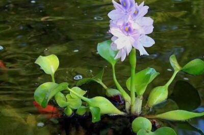 Floating Water Hyacinth Pros & Cons: Legality, Care vs Containment of “Terror of Bengal” | Bamboo Comparison