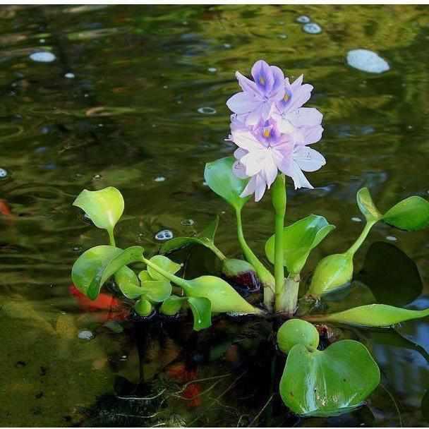 Floating Water Hyacinth Pros & Cons: Legality, Care vs Containment of “Terror of Bengal” | Bamboo Comparison