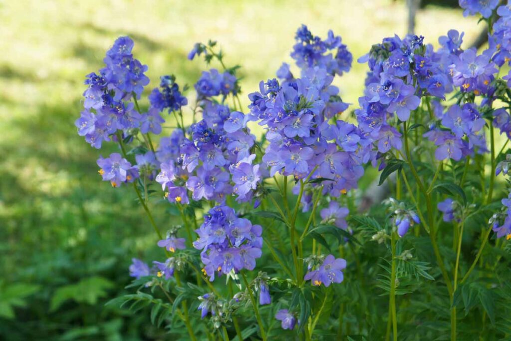 Jacob’s Ladder in Pet Safe Shade Garden: Care & Revival for Blooms w/o Invasive Spread