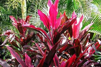 Red Palm Lily ID & Pet Friendly Indoor/ Outdoor Care Tips | NASA Approved Houseplant
