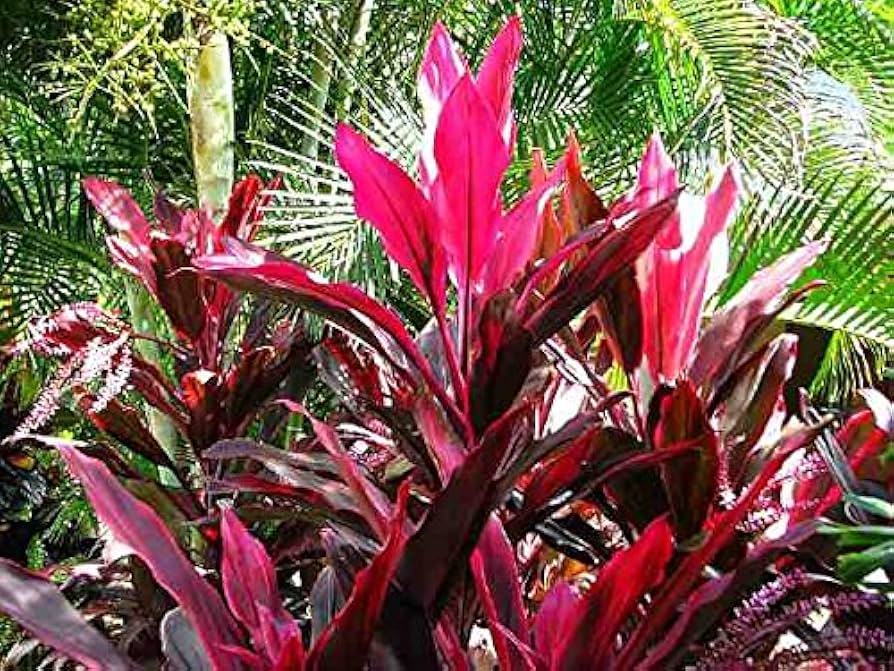 Red Palm Lily ID & Pet Friendly Indoor/ Outdoor Care Tips | NASA Approved Houseplant