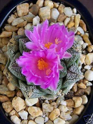 Living Rock Cactus ID & Pet Safe Care Indoor & Out: Legalities, Companion Plants & Psychoactive Uses