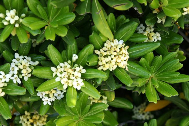 Japanese Pittosporum "Mock Orange" Tree Pros, Cons & Pet-friendly Care: ID, Growth Rate & Size | Bonsai Potential