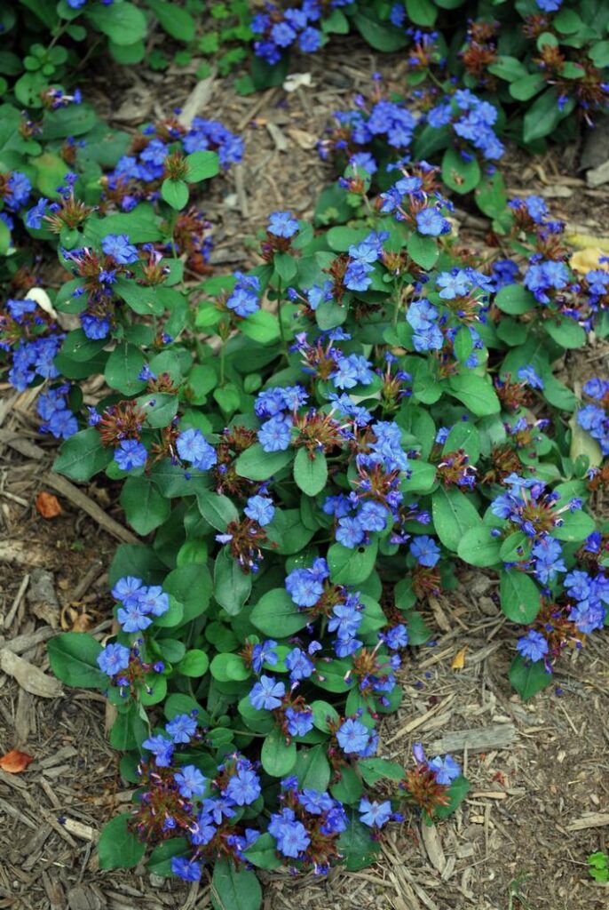 Pet Safe & Resistant Plumbago Larpentiae ID & Care: Names, Colors, Sizes & Sun Reqs | Increase Blooms Not Spread | Ground Cover vs House Plant