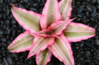 Cat & Dog Safe and Resistant Pink Starlite Plant: Care, Size & Revival Tips