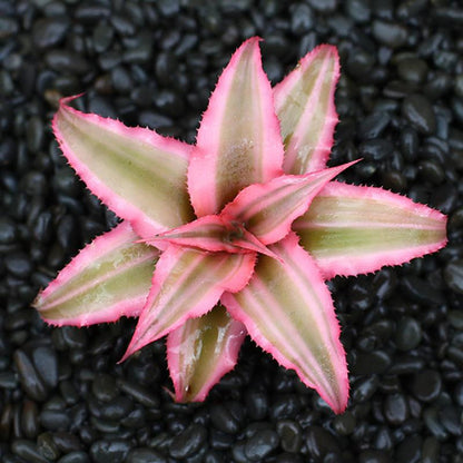 Cat & Dog Safe and Resistant Pink Starlite Plant: Care, Size & Revival Tips