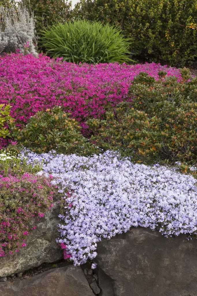 Pet Safe & Resistant Moss Phlox: ID, Spread, Sun Needs & Landscape Ideas vs Bryophyte