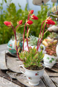 Plush Plant (red Echeveria harmsii) creative container display