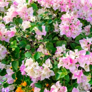 Pet Safe & Resistant Plumbago auriculata 'Imperial Pink' offers salmon-pink blooms