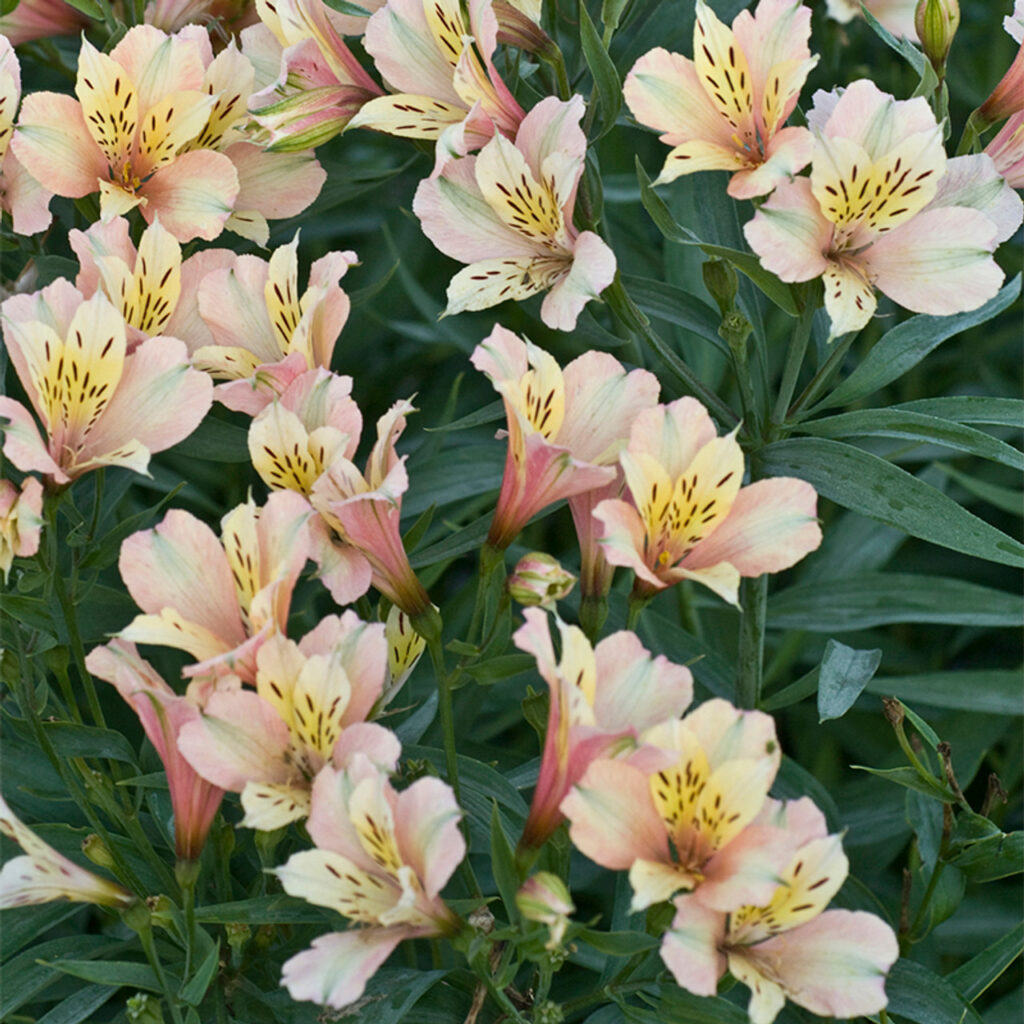 Peruvian Lily Alstroemeria ID & Pet Safe Care: Indoor/Outdoor Growth, Increase Bloom & Invasive Control vs True Lilies