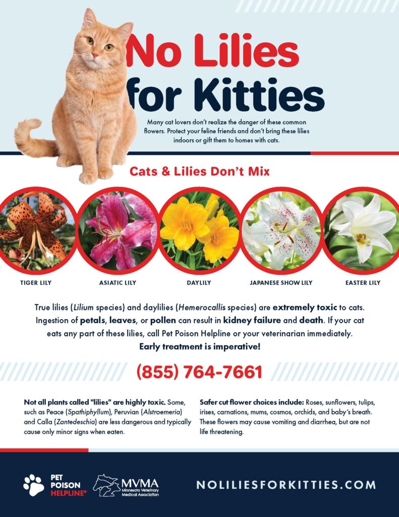 most lilies are highly toxic to cats and not safe for pet-friendly gardents