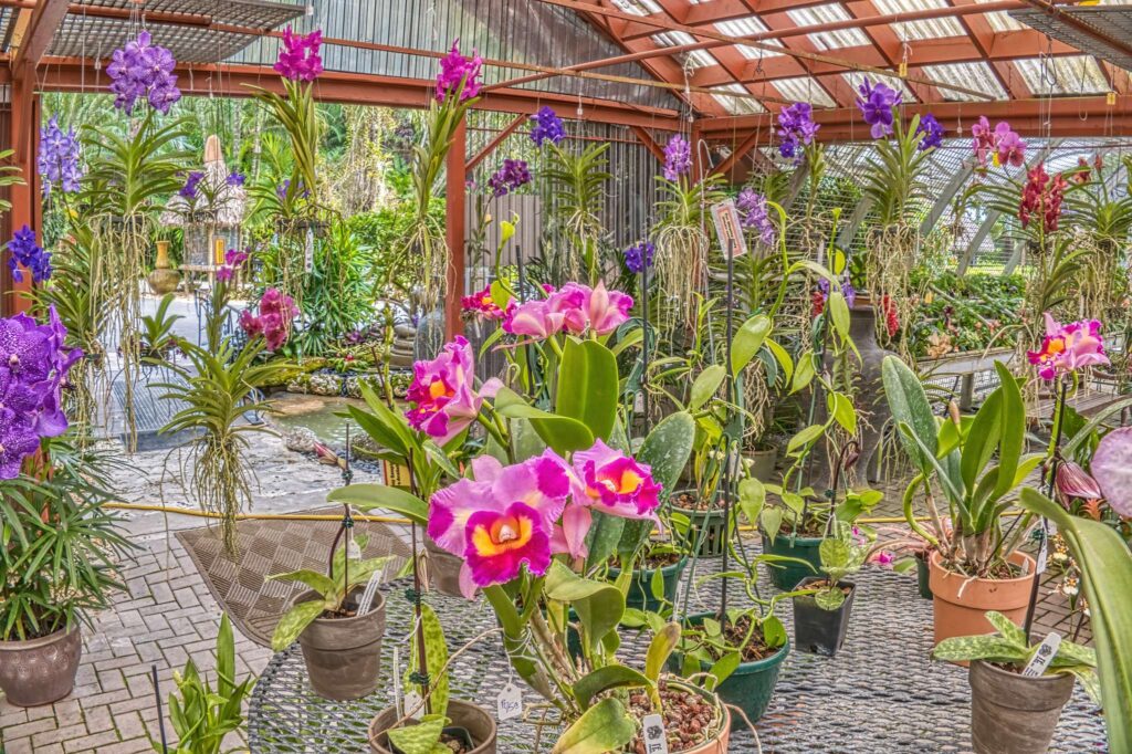 protecting rainbow orchids when growing outdoors