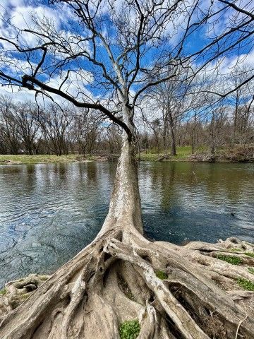 American Sycamore thrives & leans towards water is pet-friendly and ASPCA nontoxic list