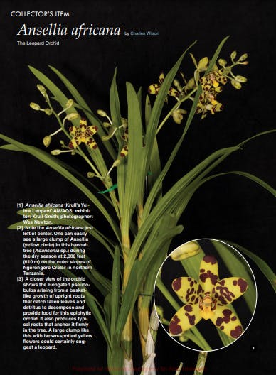 Leopard Orchid Indoor/Outdoor Pet Safe Care, Propagation & Snail/ Slug Deterrents