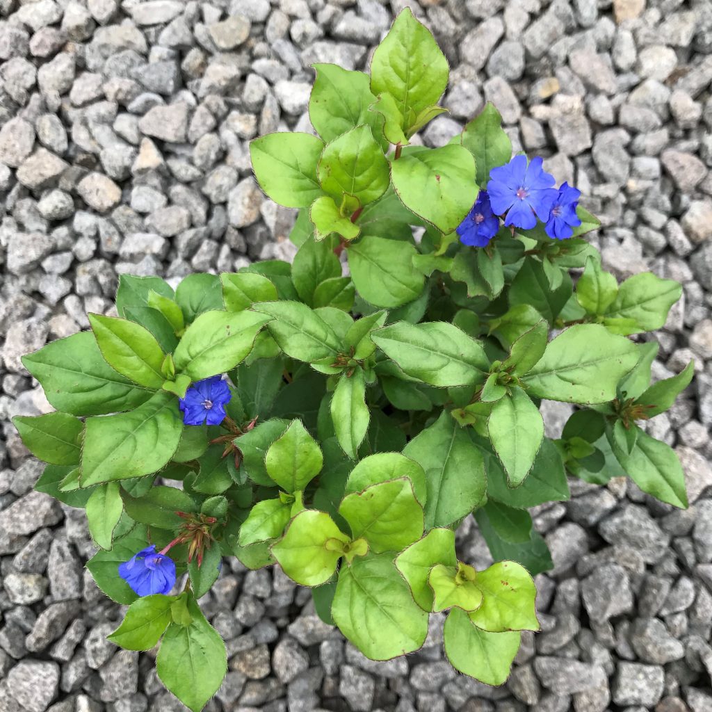 Pet Safe & Resistant Plumbago Larpentiae great for weed suppression and ground cover in rock gardens