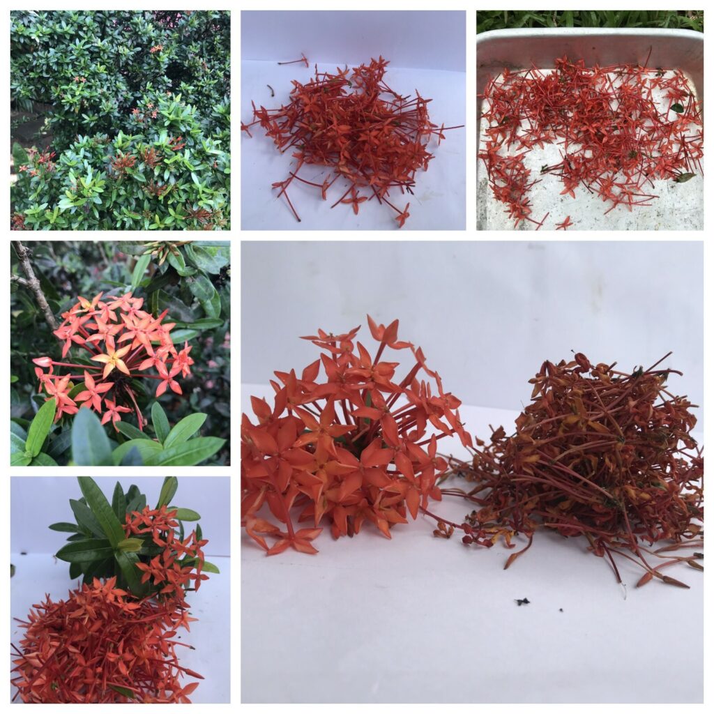 Pet Safe Pollinator Magnet Jungle Geranium: ID, Health Benefits & Medicinal Uses like tea, Indoor/ Outdoor Care & Revival Tips