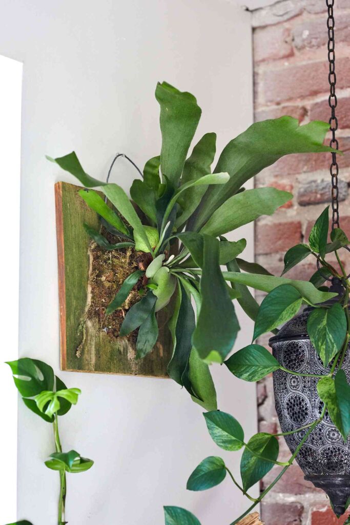 Platycerium Alcicorne "Staghorn Fern" creative hanging displays