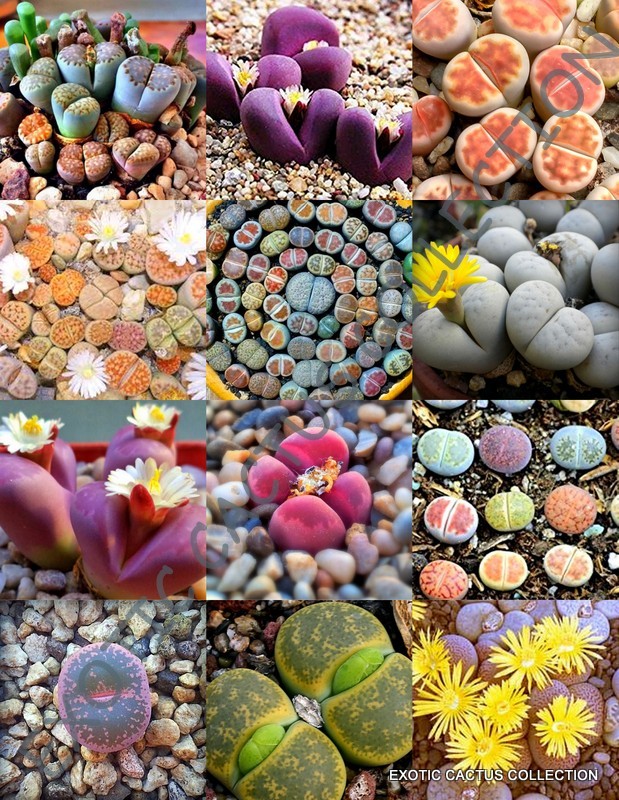 Lithops "Living Stones" Pet Safe Care to Increase Blooms in Soil Mixes vs Growing in Pebbles