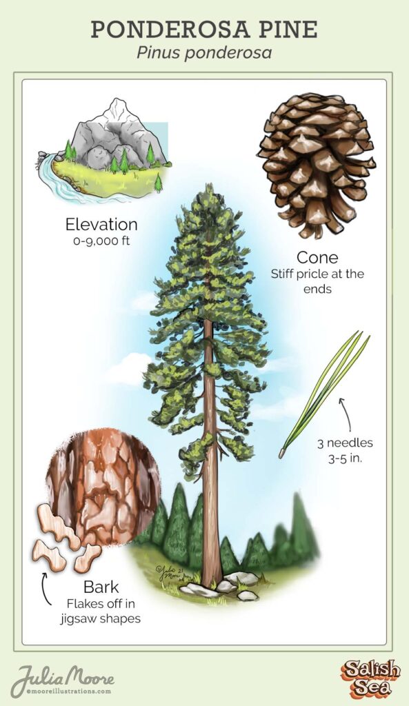 Blackjack Ponderosa Pine Comparison: Size, Care, Fire Safety, Edible Nuts & Pet Safety